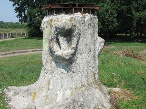 Старий дуб в парку Козачий острів у Кропивницькому