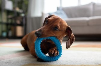 такса грызет кольцо