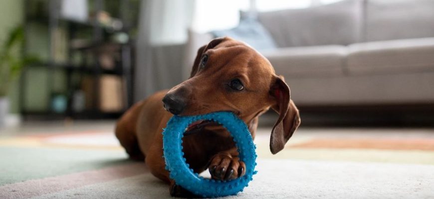 такса грызет кольцо