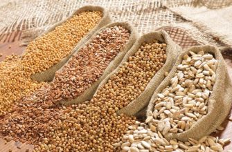 насіння олійних рослин