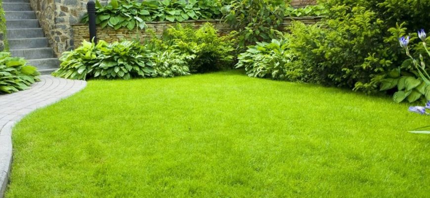 добрива для газонної трави