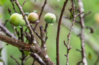 саджанці яблунь