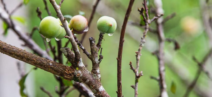 саджанці яблунь