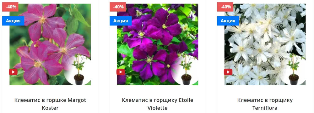 Клематис на балконе и террасе: выращивание с магазином Matla Flowers