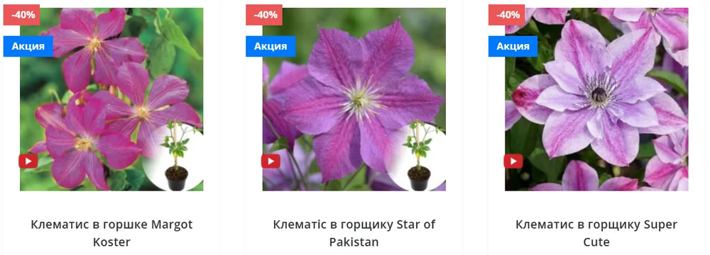Клематис на балконе и террасе: выращивание с магазином Matla Flowers