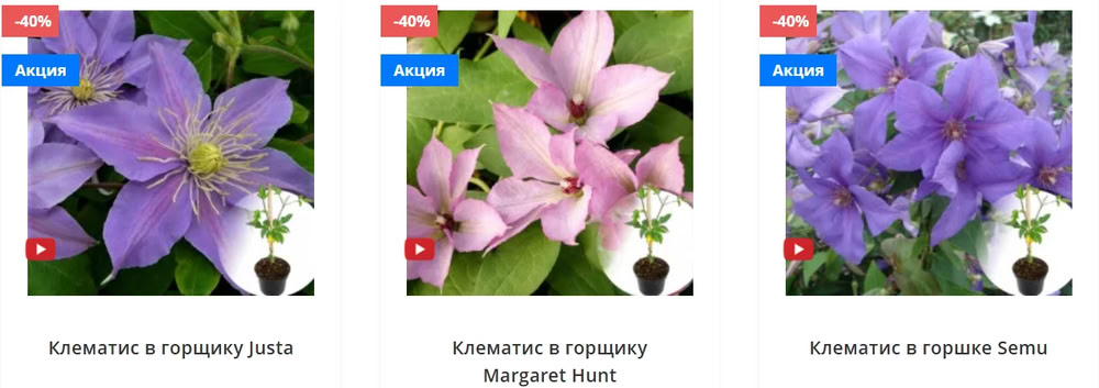 Клематис на балконе и террасе: выращивание с магазином Matla Flowers